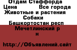 Отдам Стаффорда › Цена ­ 2 000 - Все города Животные и растения » Собаки   . Башкортостан респ.,Мечетлинский р-н